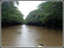 Kayaking through a mangrove forest
