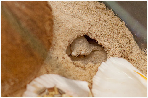 [ Submitted by appps ] Moulting nest