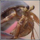 [ Submitted by Tony Coenobita ] C. cavipes - Concave land hermit crab.