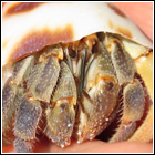 [ Submitted by Gizaroo2 ] C. compressus - Ecuadorian land hermit crab.
