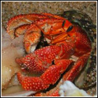 [ Submitted by Julia_Crab ] C. perlatus - Strawberry land hermit crab.