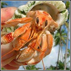 [ Submitted by Tony Coenobita ] C. pseudorugosus - Sunset land hermit crab.