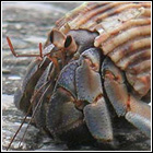 [ Submitted by Tony Coenobita ] C. purpureus - Blueberry land hermit crab.