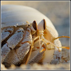 [ Submitted by OtaS ] C. scaevola - Red Sea land hermit crab.