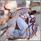 [ Submitted by Happy_Crabbie ] C. violascens - Viola land hermit crab.